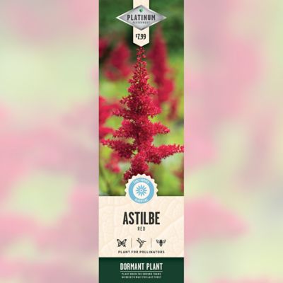 DeGroot Red Astilbe, 1 pk.