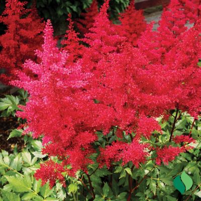 Image showing  Red Astilbe, 1 pk.