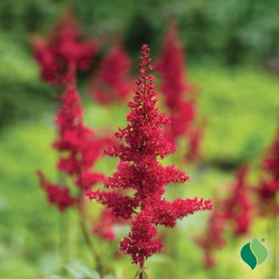 Image showing  Red Astilbe, 1 pk.