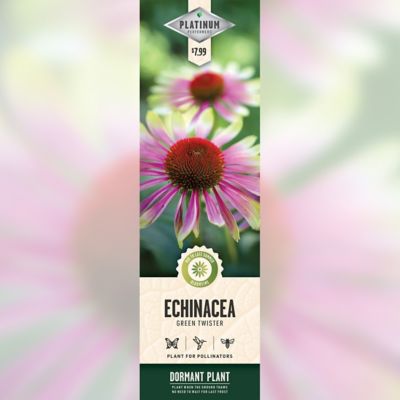 DeGroot Green Twister Echinacea, 1 pk.
