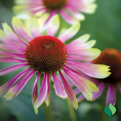 Image showing  Green Twister Echinacea, 1 pk.