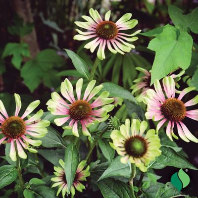 Image showing  Green Twister Echinacea, 1 pk.