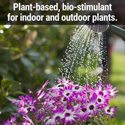 Image showing  Flower Food Quart Concentrate