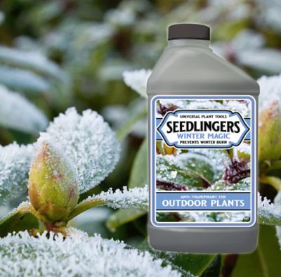 Image showing  Winter Magic Quart Concentrate