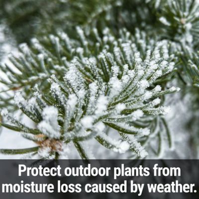 Image showing  Winter Magic Quart Concentrate