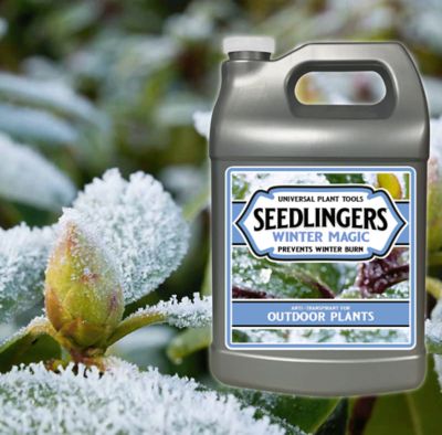 Image showing  Winter Magic Gallon Concentrate