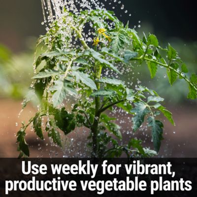 Image showing  Tomato Food Ready To Spray Hose End