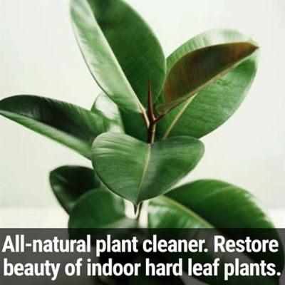 Image showing  Plant Polish Quart Concentrate