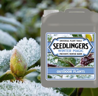 Image showing  Winter Magic 5 Gallon Concentrate