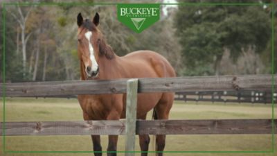 Image showing  SAFE 'N EASY Pelleted Low Starch and Sugar Pelleted Horse Feed, 50 lb.