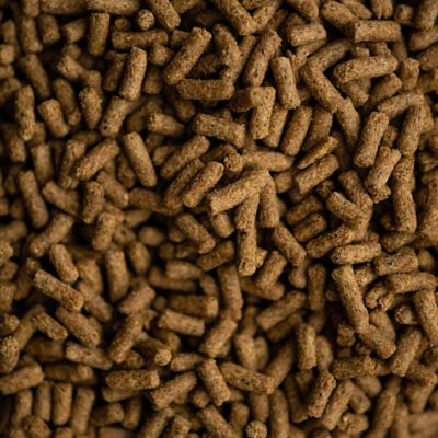 Image showing  SAFE 'N EASY SENIOR