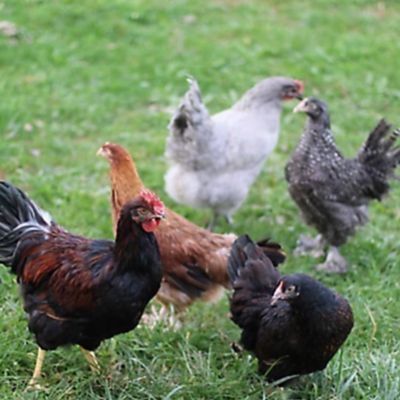 Hoover's Hatchery Brown Egg Production Pack 15 ct.