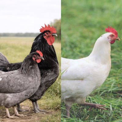 Hoover's Hatchery 5 Blue Jersey Giants, 5 White Jersey Giants