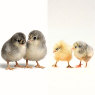 Image showing  5 Blue Jersey Giants, 5 White Jersey Giants