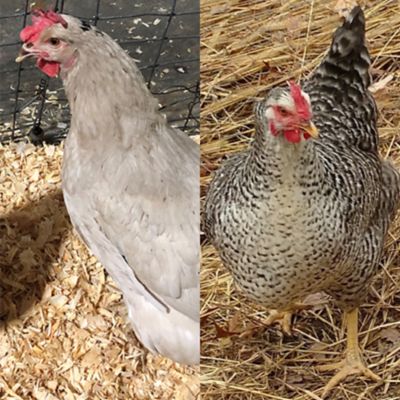 Hoover's Hatchery 5 Smokey Pearl, 5 Rustic Rock