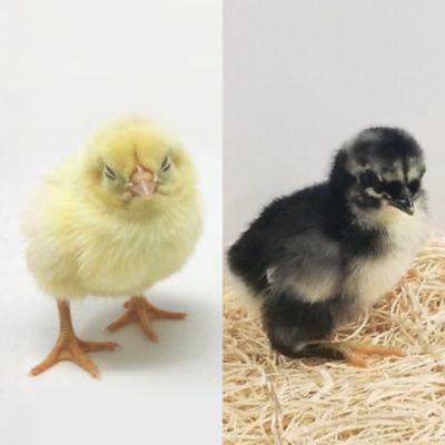 Image showing  5 Smokey Pearl, 5 Rustic Rock