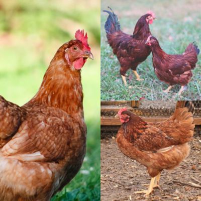 Hoover's Hatchery 5 Isa Brown, 5 Rhode Island Red, 5 Cinnamon Queen