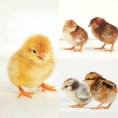 Image showing  5 Isa Brown, 5 Rhode Island Red, 5 Cinnamon Queen