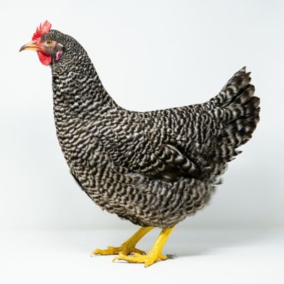 Hoover'S Hatchery Barred Rock, 15 ct.