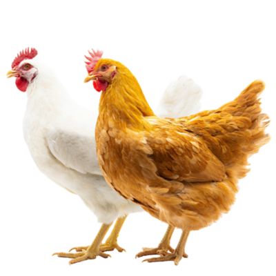 Hoover's Hatchery 5 White Rock, 5 Buff Rock