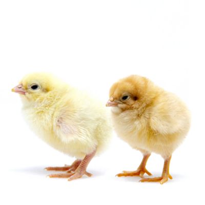 Image showing  5 White Rock, 5 Buff Rock