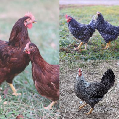 Hoover's Hatchery 5 Rhode Island Red, 5 Barred Rock, 5 Easter Egger