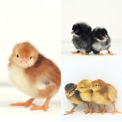 Image showing  5 Rhode Island Red, 5 Barred Rock, 5 Easter Egger