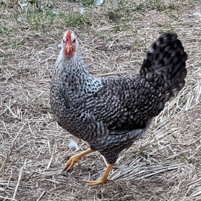 Hoover's Hatchery Easer Egger 15 ct.