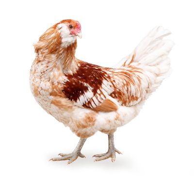 Hoover's Hatchery Easer Egger 15 ct.