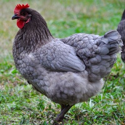 Hoover's Hatchery Sapphire Gem, 15 ct.