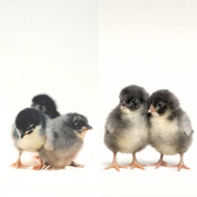 Image showing  5 Midnight Blue Marans, 5 Midnight Majesty Marans