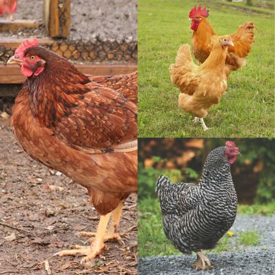 Hoover's Hatchery 5 Cinnamon Queen, 5 Buff Orpington, 5 Barred Rock