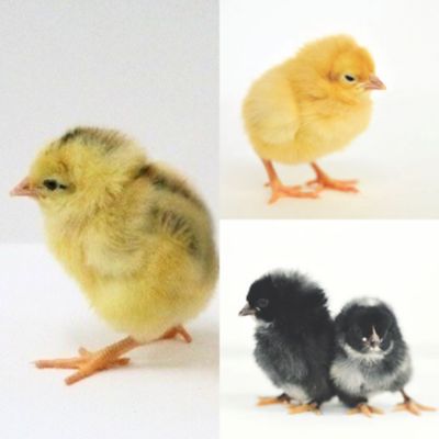 Image showing  5 Cinnamon Queen, 5 Buff Orpington, 5 Barred Rock