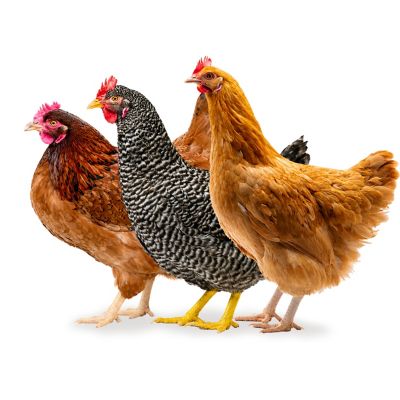 Hoover's Hatchery 5 Cinnamon Queen, 5 Buff Orpington, 5 Barred Rock