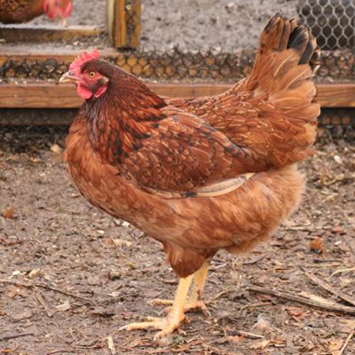 Hoover'S Hatchery Cinnamon Queen, 15 ct.