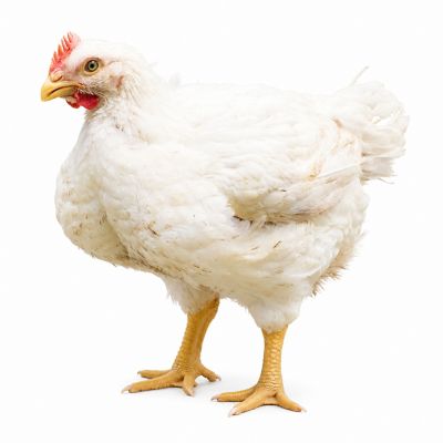 Hoover's Hatchery Cornish Cross Broilers, 15 ct.