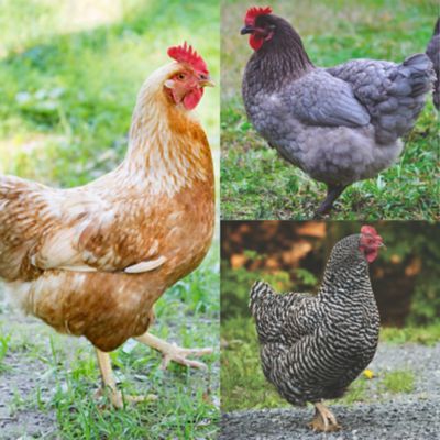 Hoover's Hatchery 5 Golden Comet, 5 Sapphire Gem, 5 Barred Rock