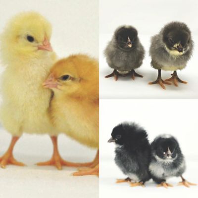 Image showing  5 Golden Comet, 5 Sapphire Gem, 5 Barred Rock