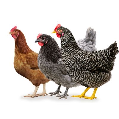 Hoover's Hatchery 5 Golden Comet, 5 Sapphire Gem, 5 Barred Rock