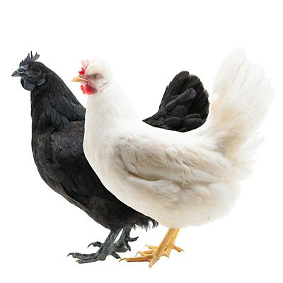 Hoover's Hatchery 5 Mystic Onyx, 5 Pearl Onyx