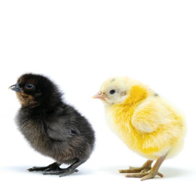 Image showing  5 Mystic Onyx, 5 Pearl Onyx