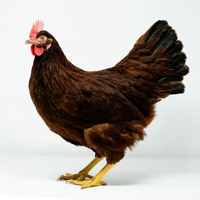 Hoover's Hatchery Rhode Island, Red, 15 ct.