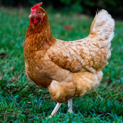 Hoover's Hatchery Isa Brown, 15 ct.