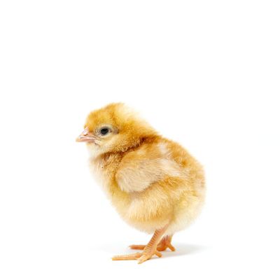 Image showing  Golden Comet, 15 ct.
