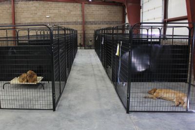 Image showing  4 ft. X 6 ft. Multiple Standard Full Stall Dog Kennels x2