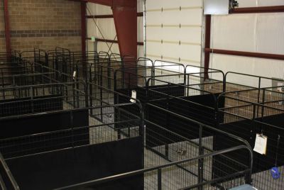 Image showing  4 ft. X 6 ft. Multiple Standard Full Stall Dog Kennels x2
