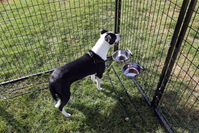 Image showing  6 ft. X 6 ft. Complete Standard Kennel