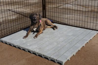 Image showing  Single 2 ft. x 4 ft. Raised Dog Kennel Flooring