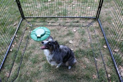Image showing  In-Ground Dog Kennel Septic Tank