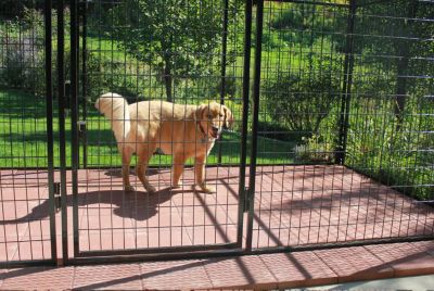 Image showing 3 th Cove Products 6 ft. X 6 ft. Basic Standard Dog Kennel (Powder-Coated)